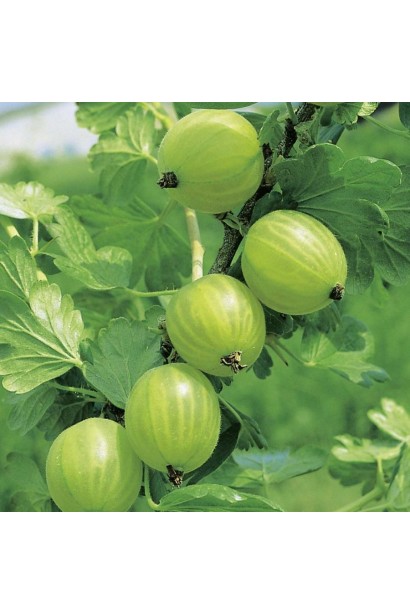 Аґрус Уайт Сміт